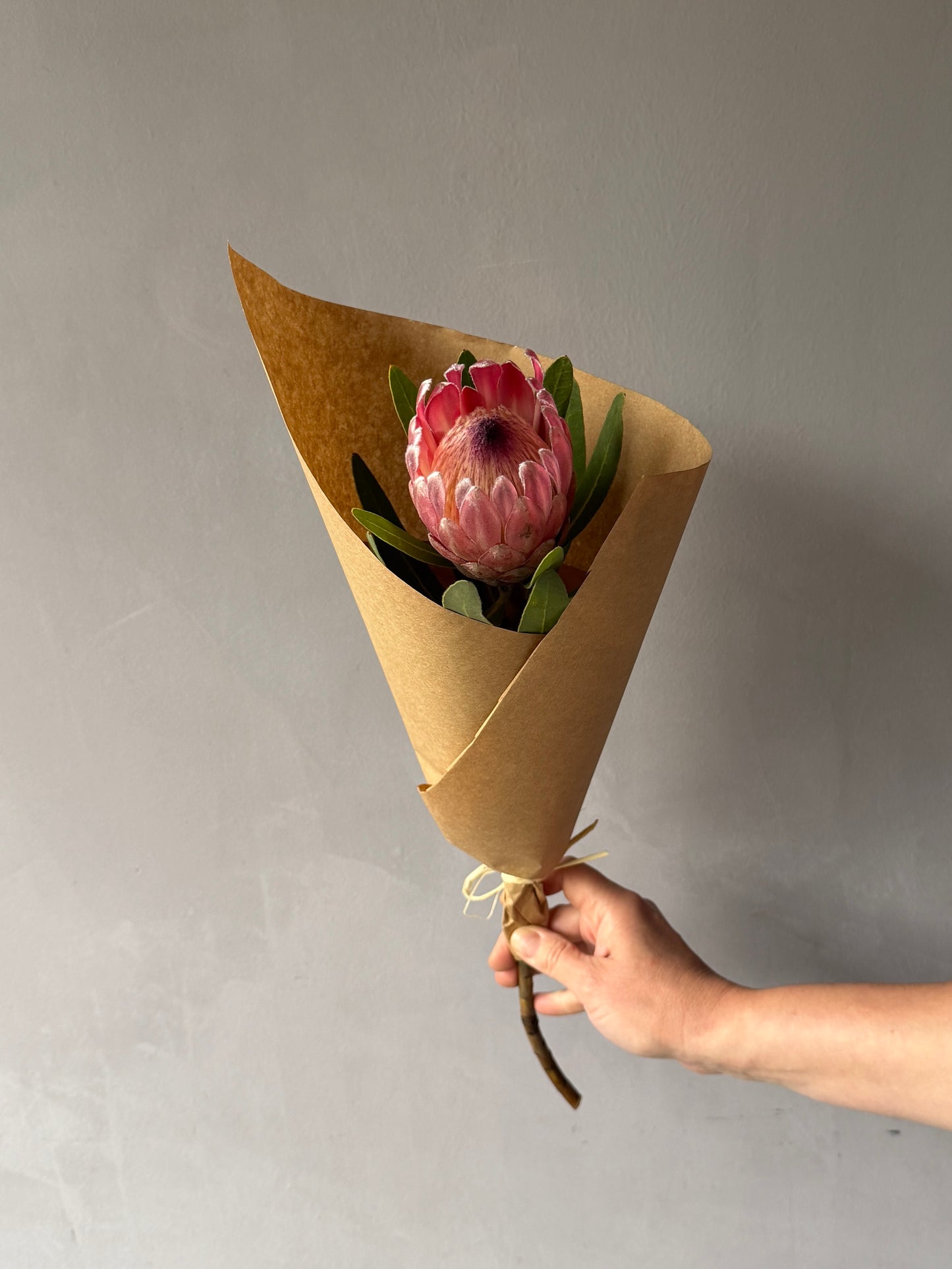 Protea Pink Ice