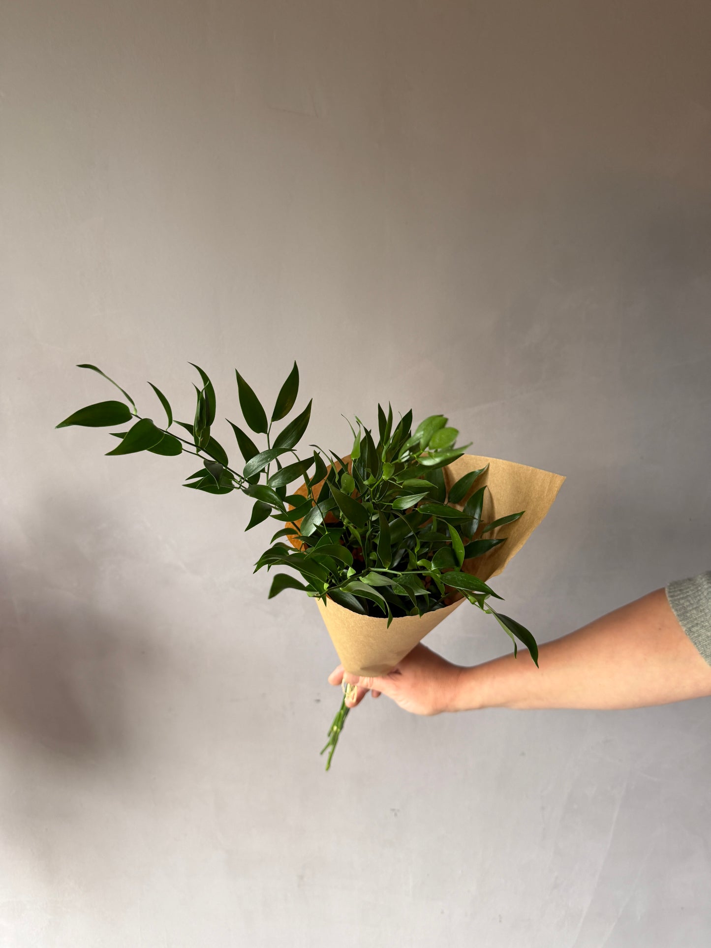 Ruscus italiano