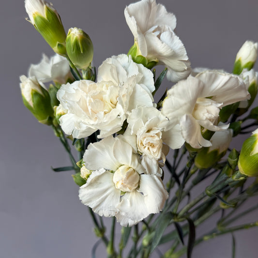 Mini Clavel Blanco