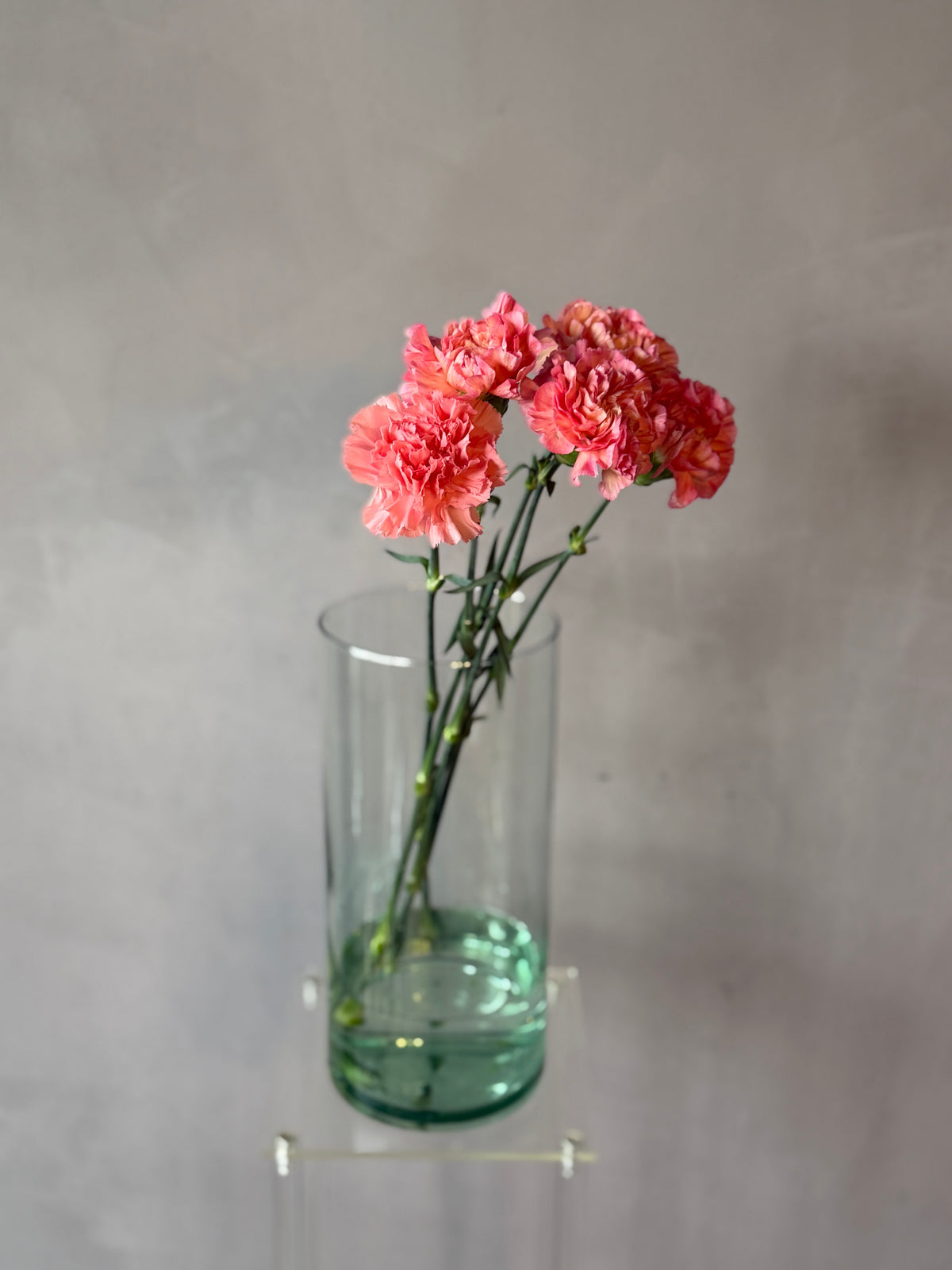 Clavel Coral