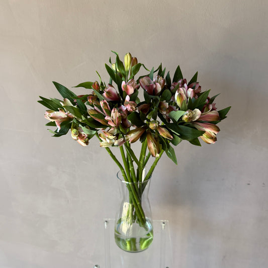 Alstromeria Antique Pink