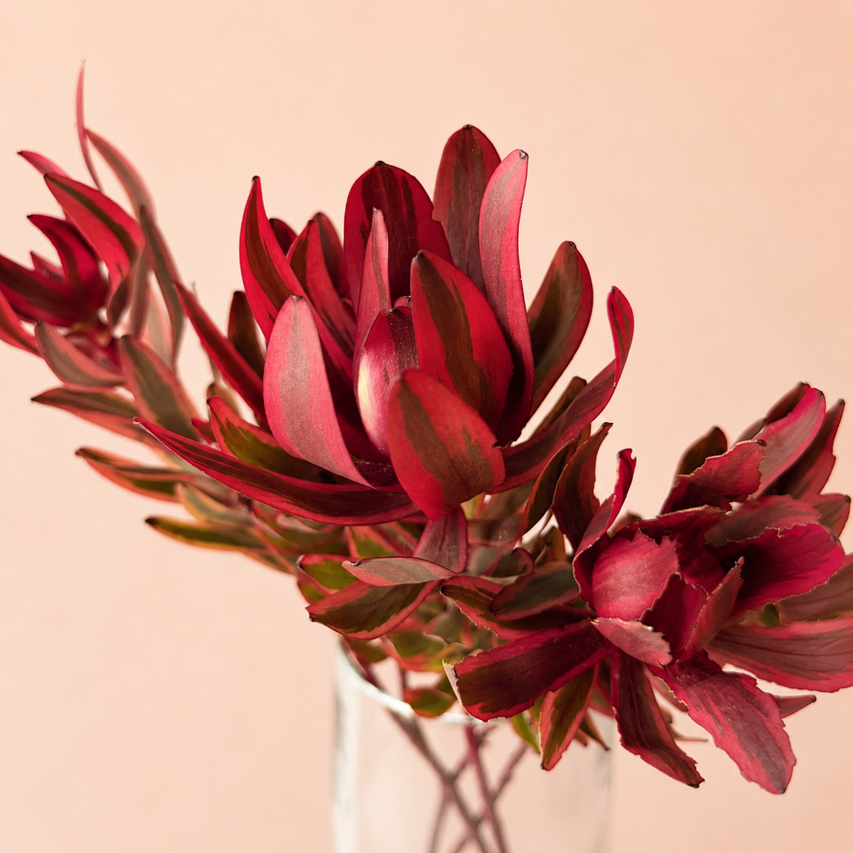 Flores XL