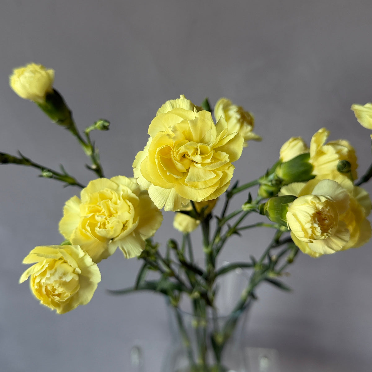 Mini Clavel Amarillo
