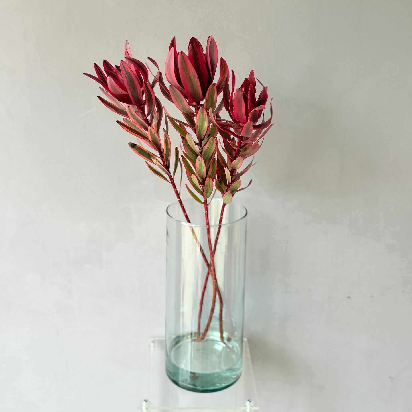 Leucadendron Safari Sunset