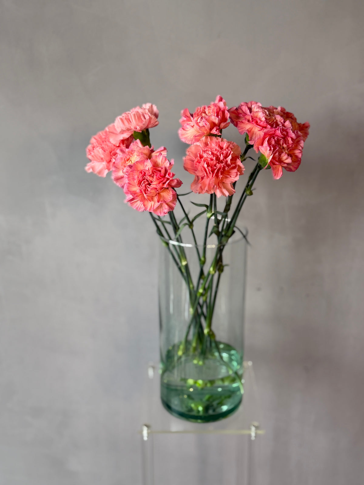 Clavel Coral