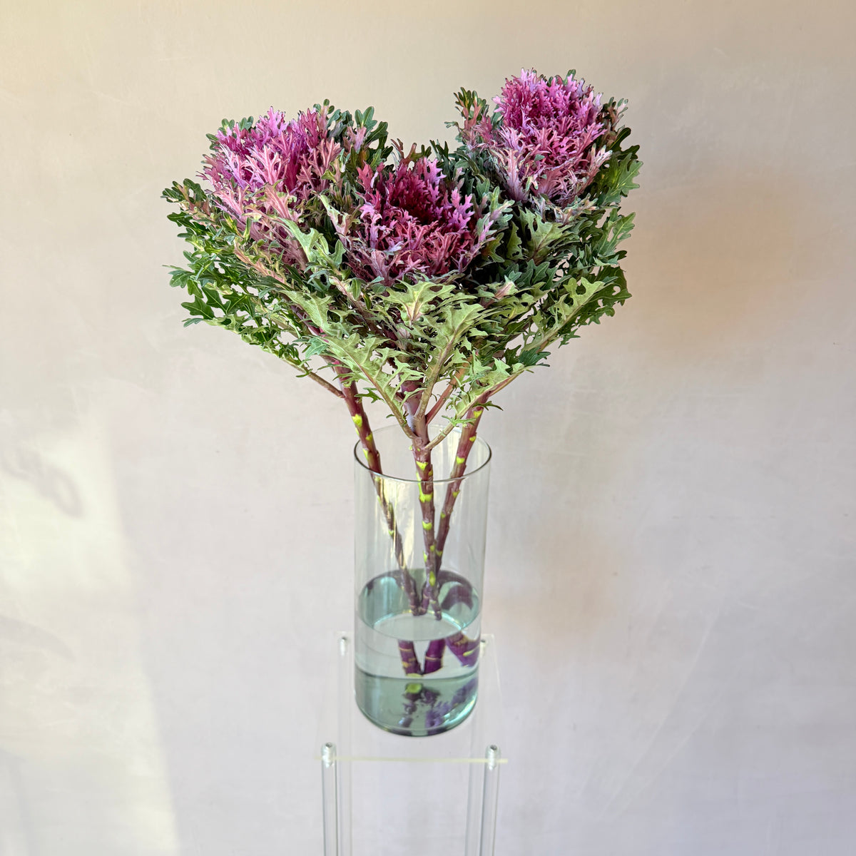 Brassica Morada