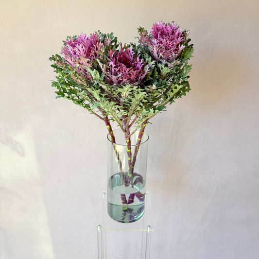 Brassica Morada