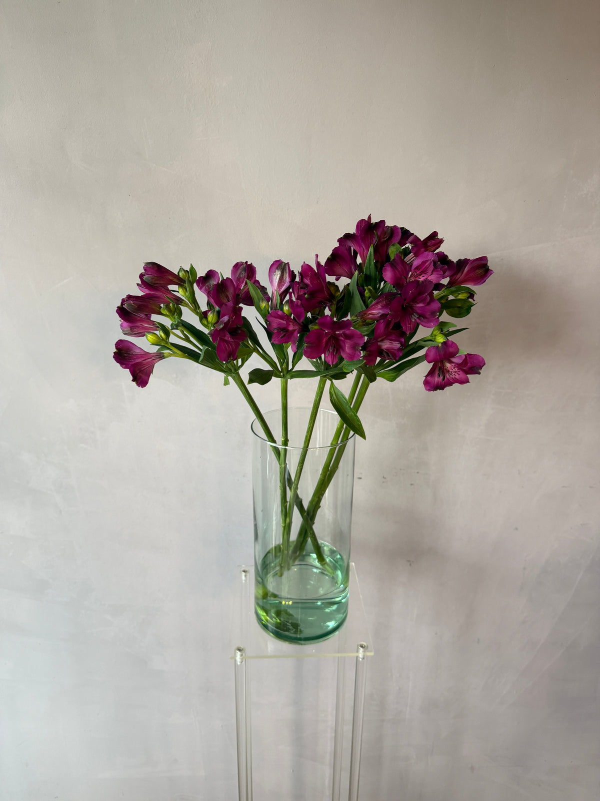 Alstroemeria morada