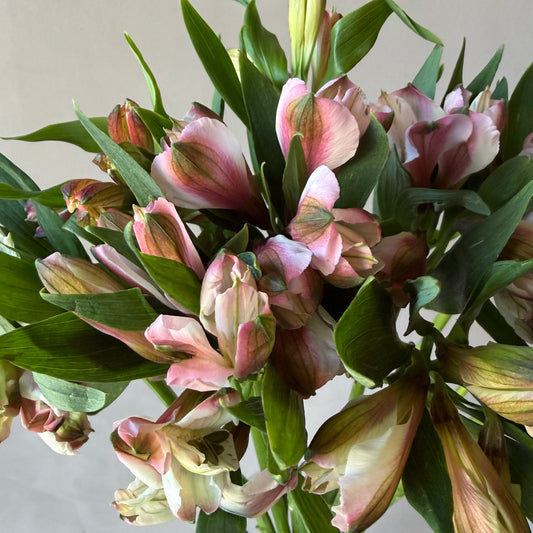 Alstromeria Antique Pink