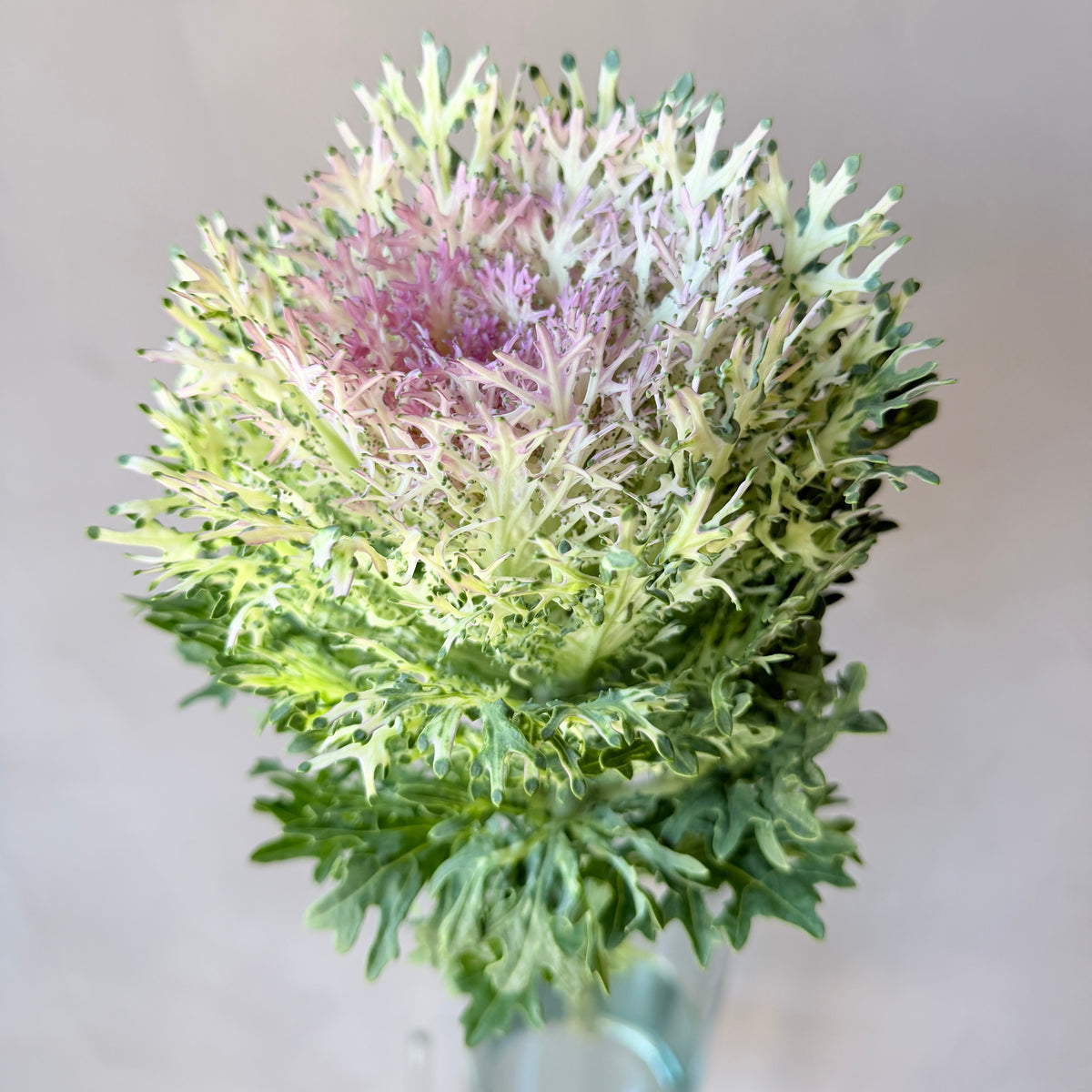 Brassica Rosada