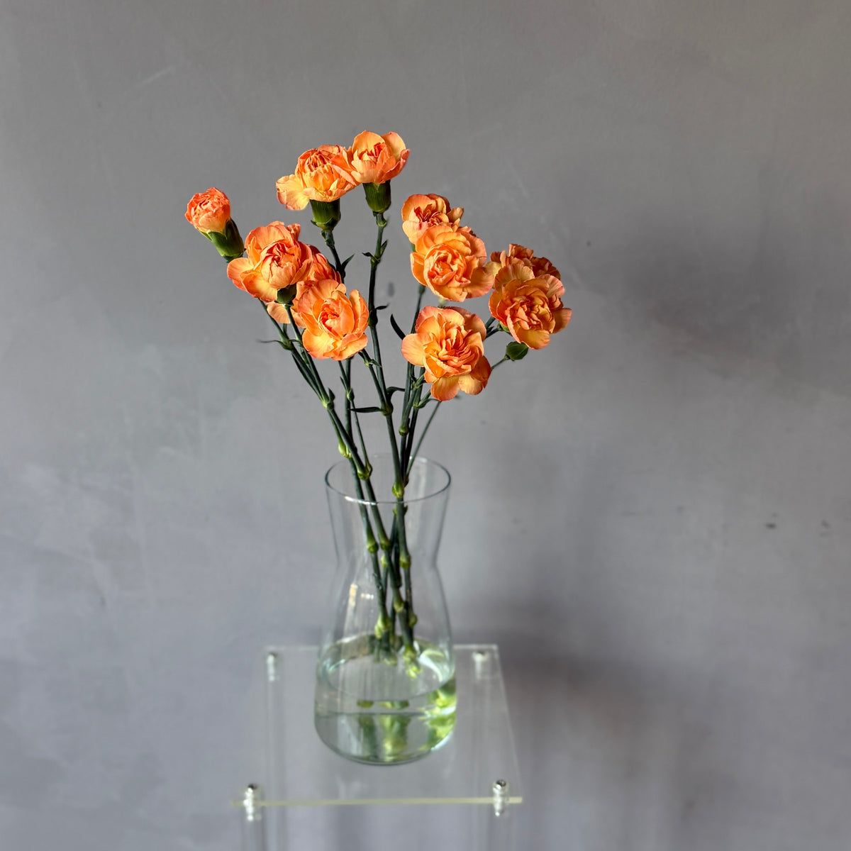 Mini Clavel Durazno