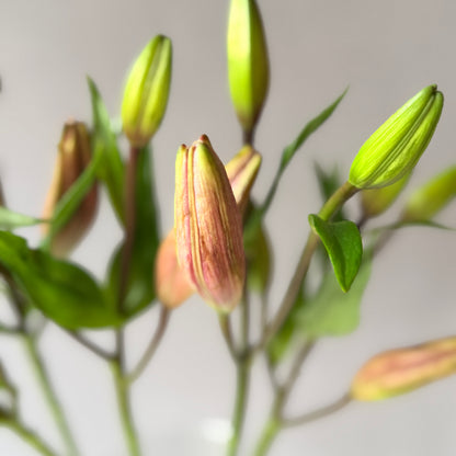 Lilium Asiático Rosado