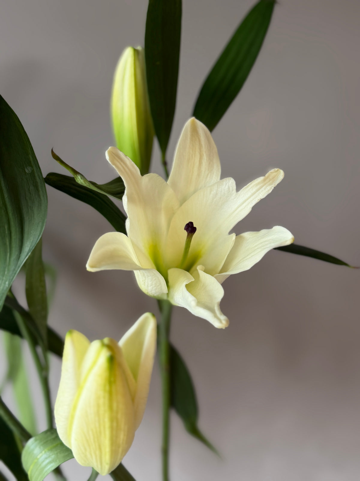Lilium Oriental Blanco