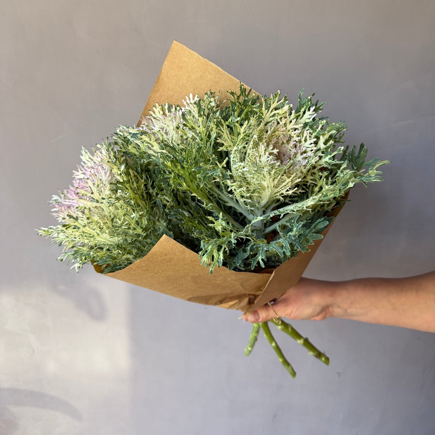 Brassica Rosada