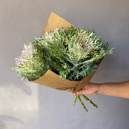 Brassica Rosada