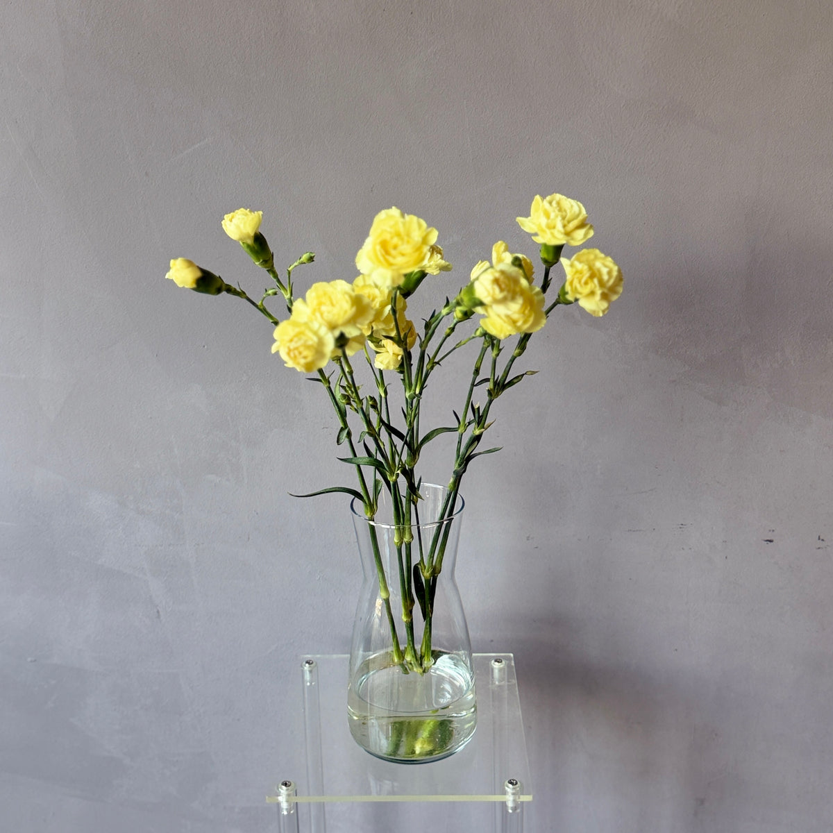 Mini Clavel Amarillo