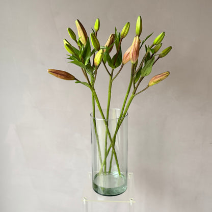 Lilium Asiático Rosado