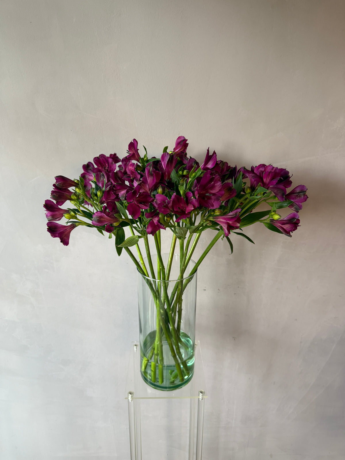 Alstroemeria morada