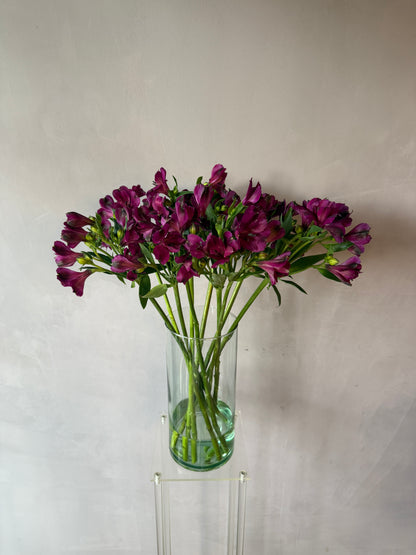 Alstroemeria morada