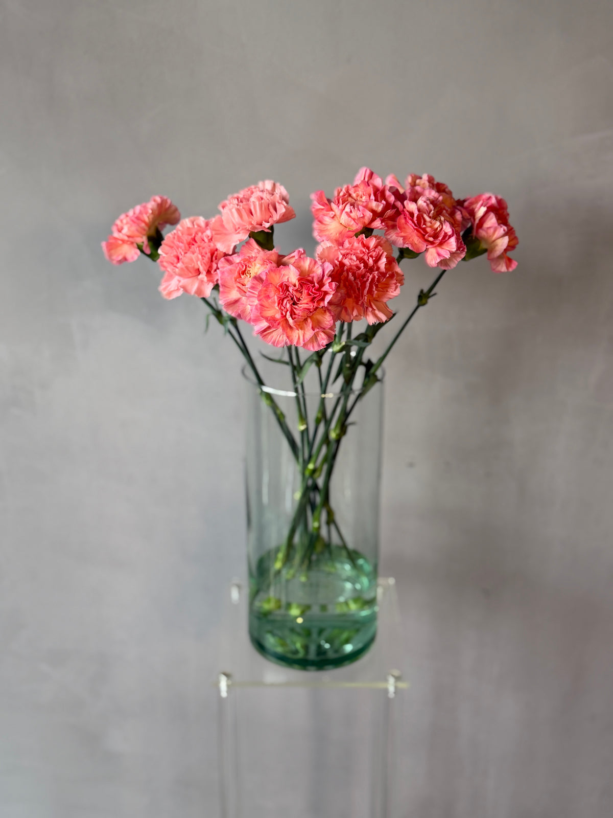 Clavel Coral