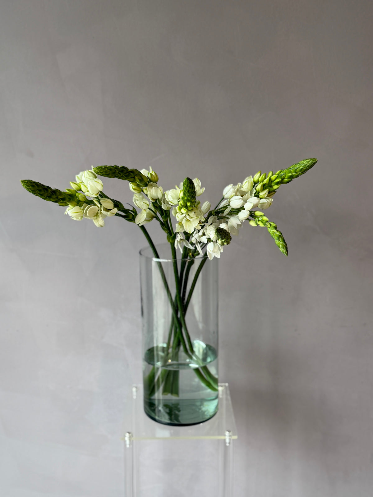 Ornithogalum
