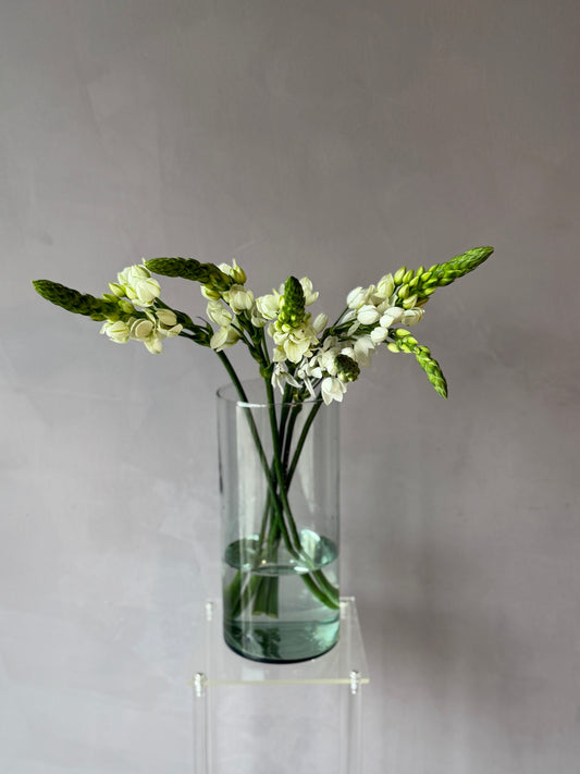 Ornithogalum