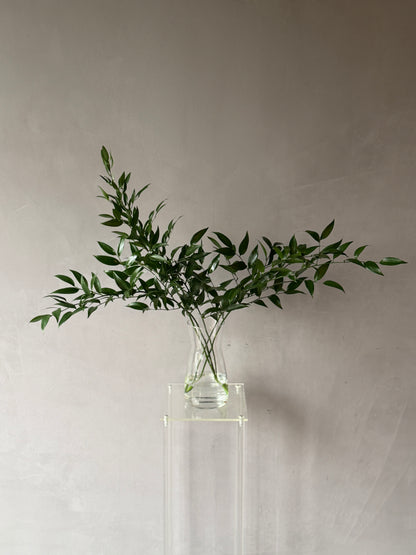 Ruscus italiano