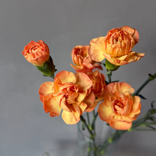 Mini Clavel Durazno