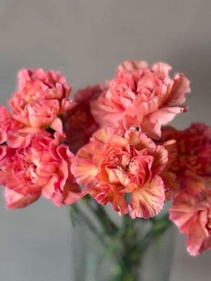 Clavel Coral