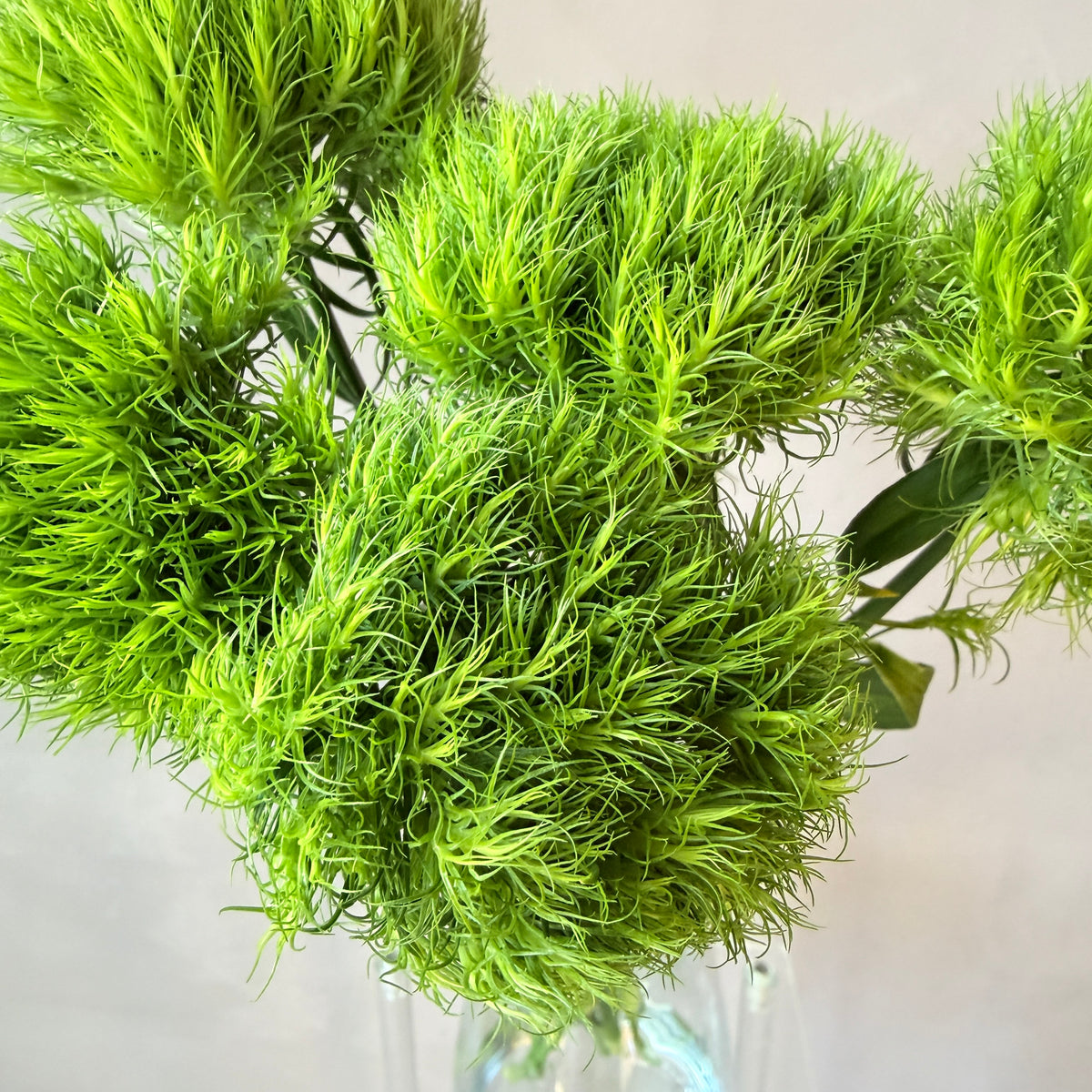 Dianthus Green Ball