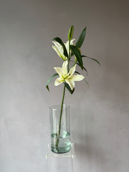 Lilium Oriental Blanco