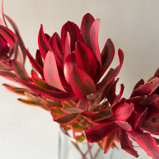 Leucadendron Safari Sunset