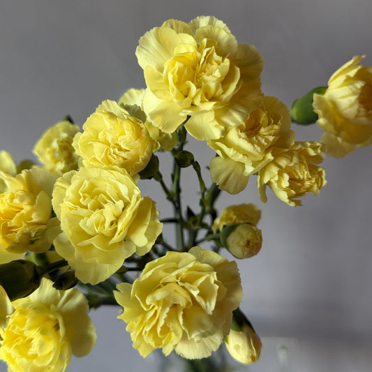 Mini Clavel Amarillo