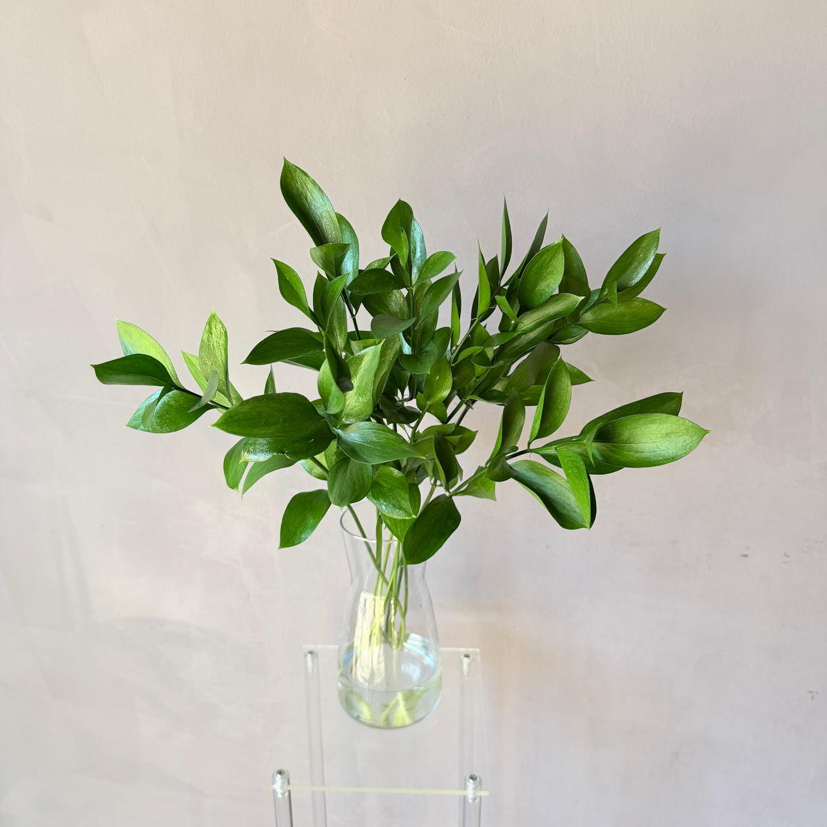 Ruscus