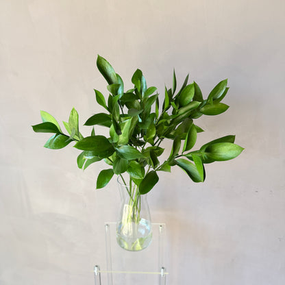 Ruscus