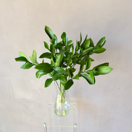 Ruscus