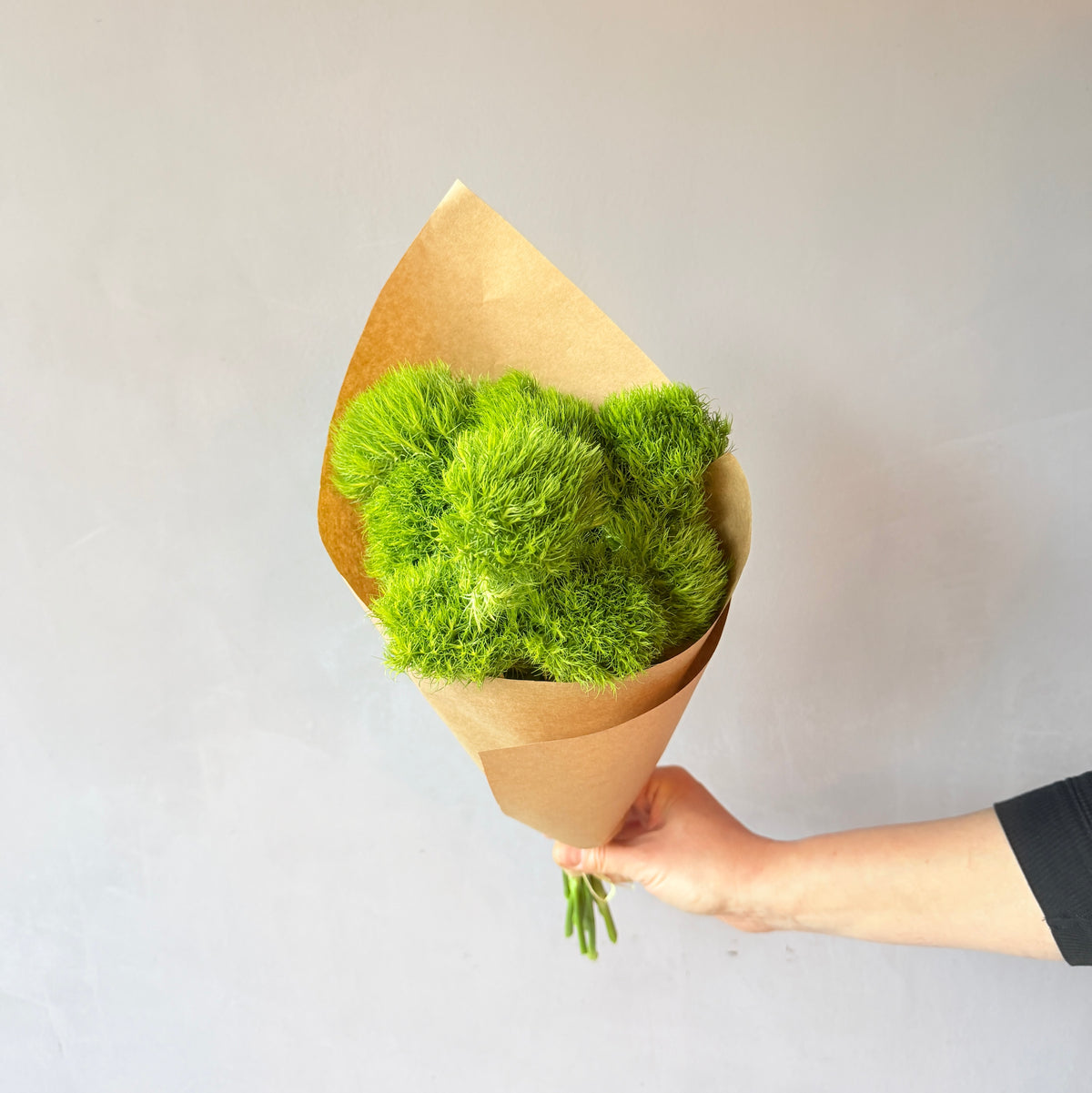 Dianthus Green Ball