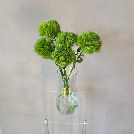 Dianthus Green Ball
