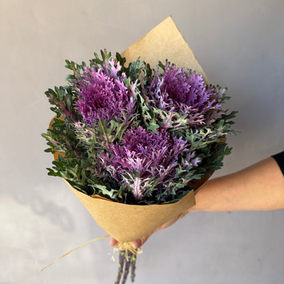 Brassica Morada