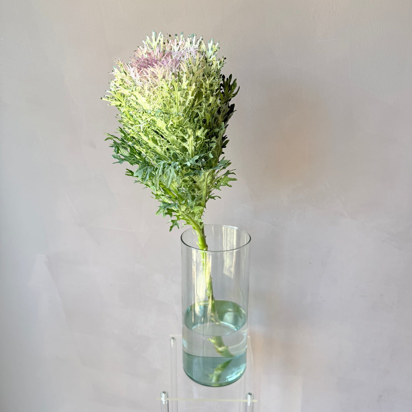 Brassica Rosada