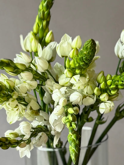 Ornithogalum