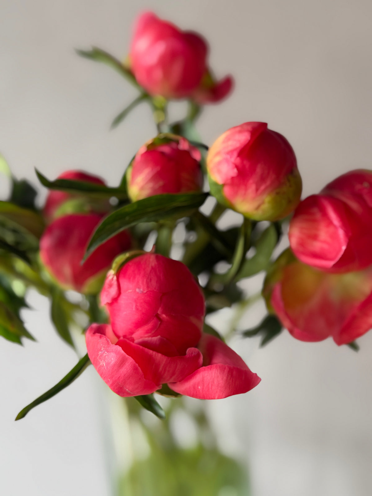Peonias Red Charm