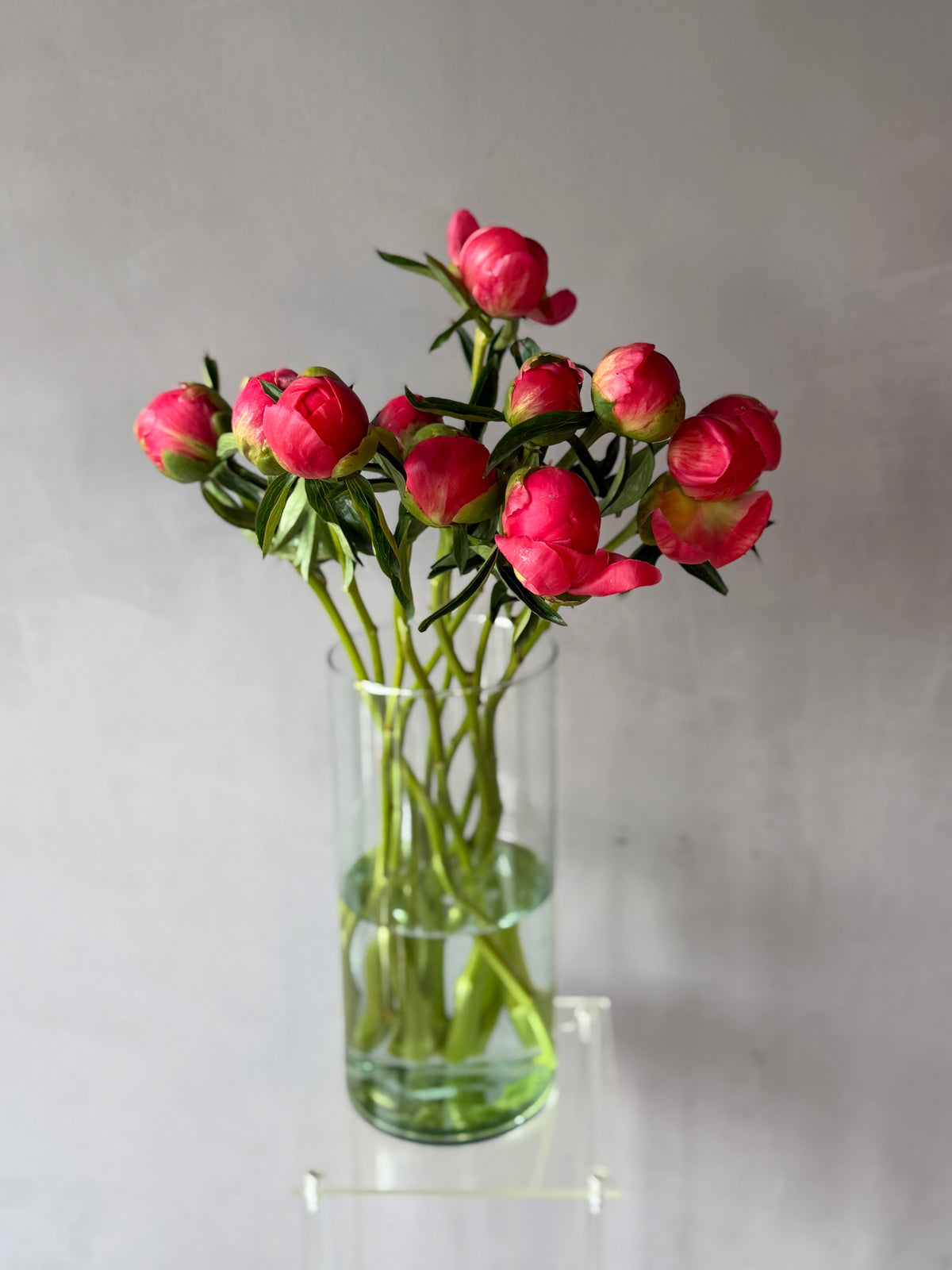 Peonias Red Charm
