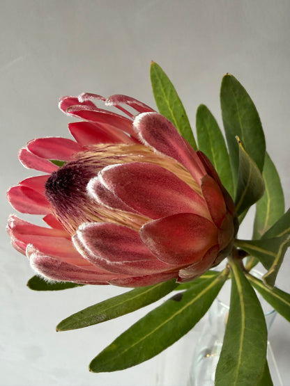 Protea Pink Ice