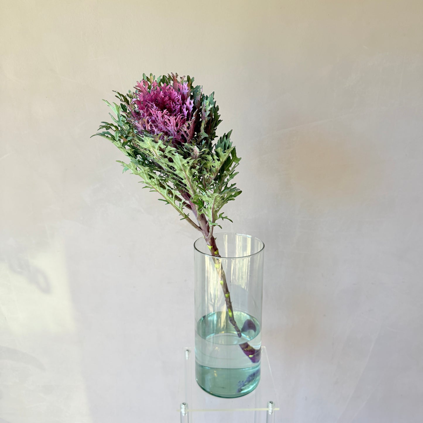 Brassica Morada