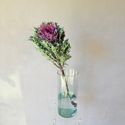 Brassica Morada