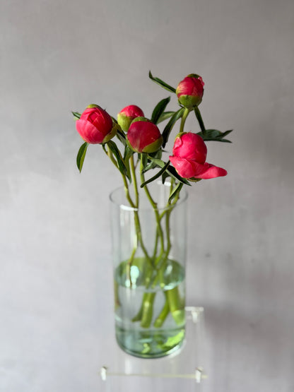 Peonias Red Charm