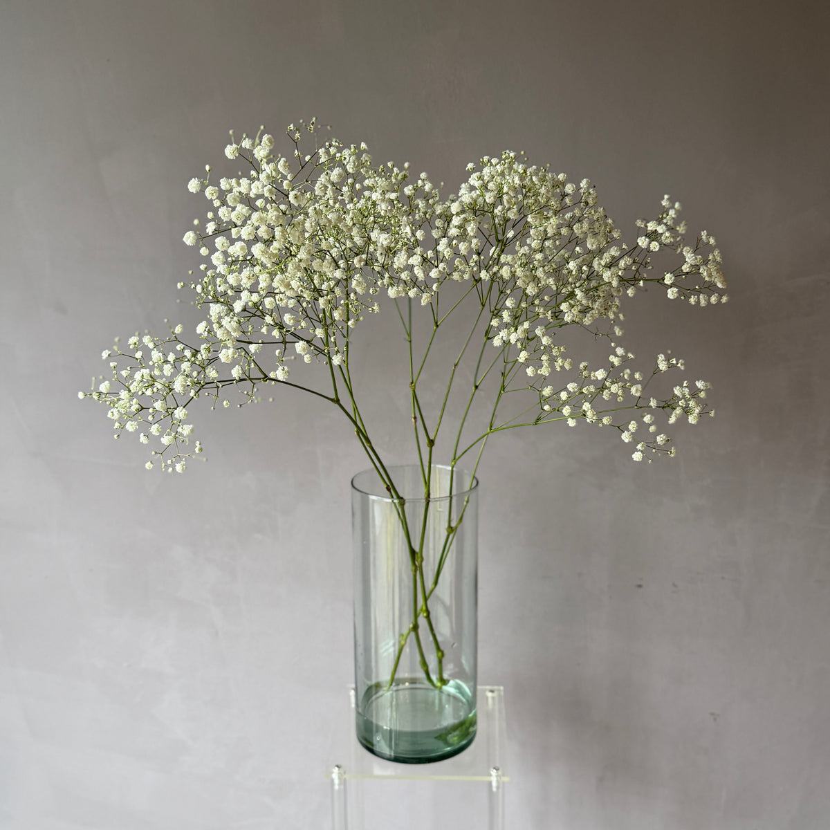 Gypsophila Blanca Premium Select