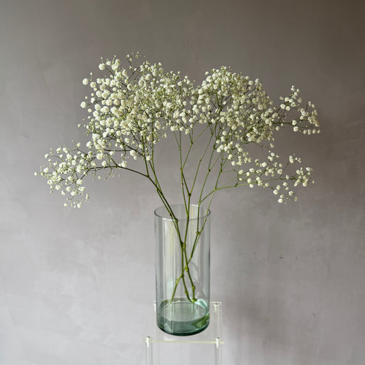 Gypsophila Blanca Premium Select