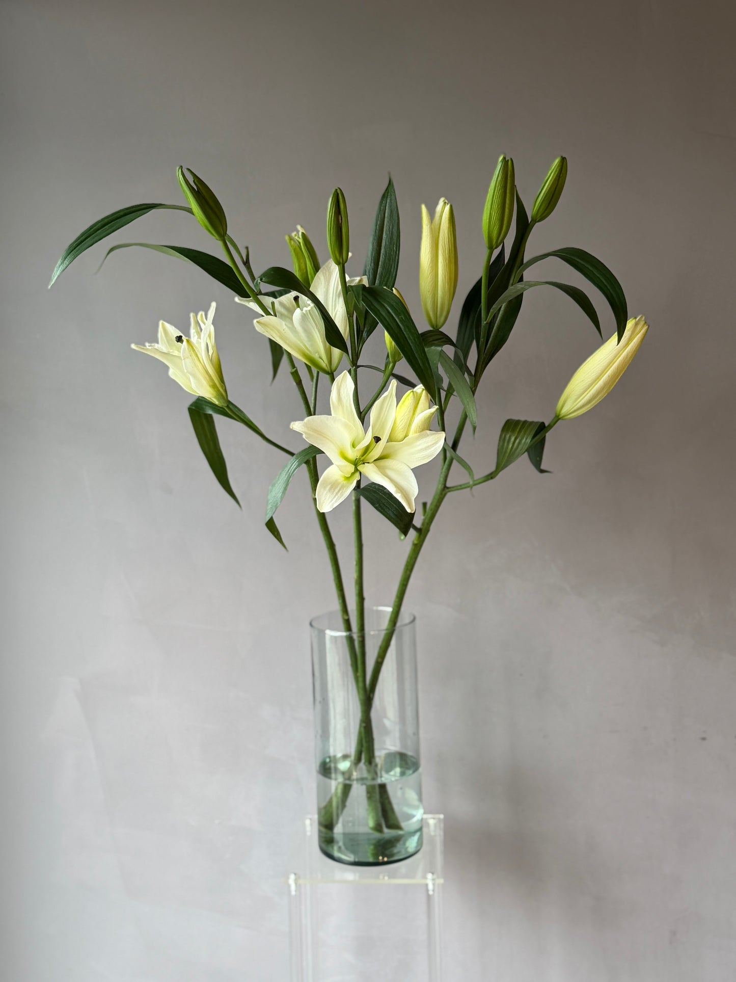 Lilium Oriental Blanco